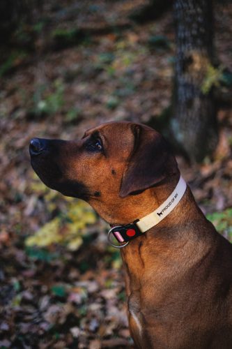 Proud of My – Sétáltató szett -  Sárga-rózsaszín - (L)