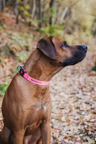 Proud of My – Sétáltató szett -  Sötét-világos rózsaszín - (M)