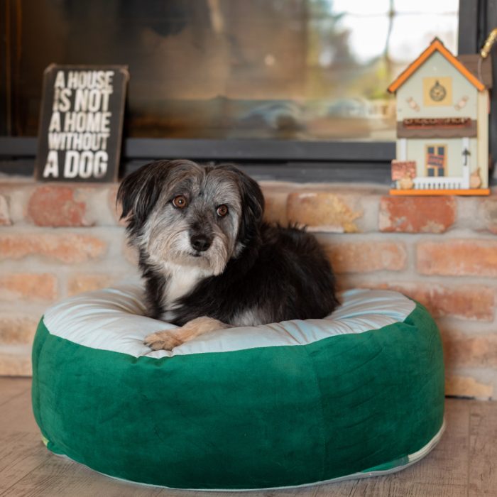 Prémium kényelem kedvencednek 